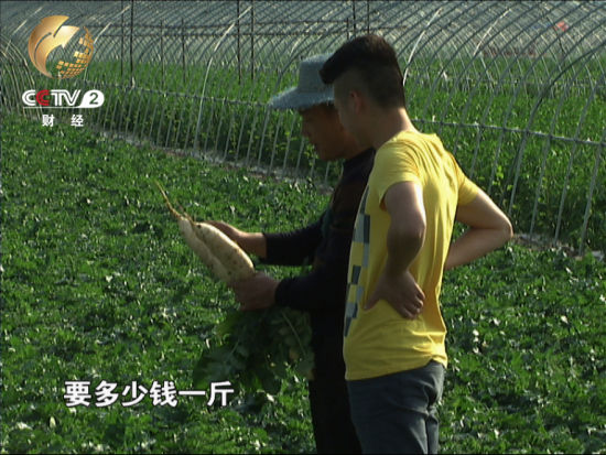 每年收购季节一到雷帅就要陪着全国各地前来收购萝卜的老板在地里转悠陪他们挑货