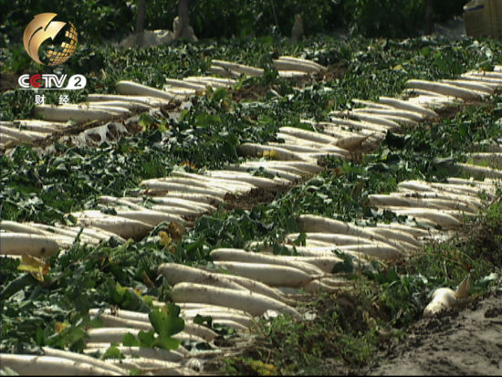 潼南县双坝村有耕地6836亩，其中5000亩都种植了萝卜仅这一季萝卜的产量就超过了2500万吨