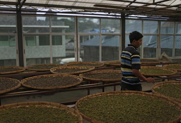 云南“晒钱”村调查：百年茶树让光棍村骤富