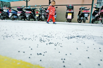 小区路上落了很多铅弹